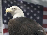 Bald Eagle & Flag