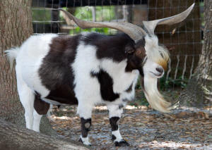 Bam Bam - Fainting Goat Billy  is in  Supreme Registry