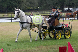 Beth Rose & Standardbred