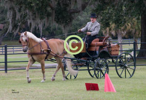 Bill Hunt & Haflinger "Andre"