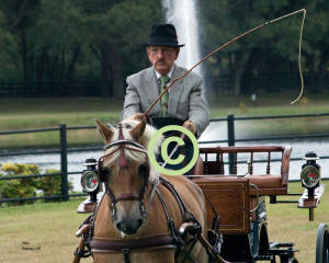Bill Hunt & Haflinger "Andre"