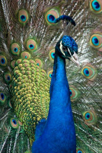 Black Shouldered Peacock Cock