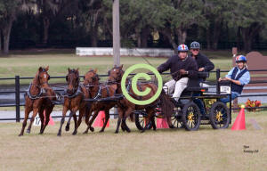 Bob Giles drives Four In Hand of Caspians