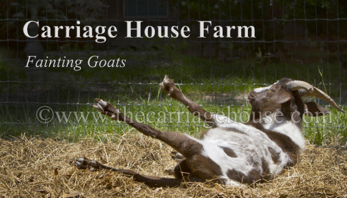 Carriage House Farm Fainting Goats