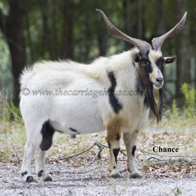 Carriage House Farm Chance