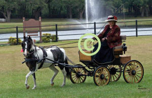 Connie Thoreson & Shetland "Feather"