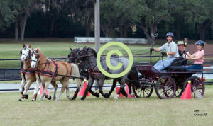 David Getz drives Four In Hand of Ponies thru Cones