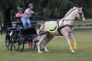 David Getz driving Single Horse thru Cones