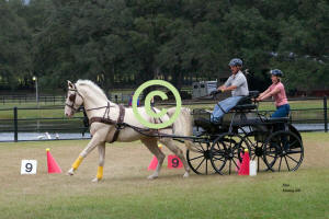 David Getz drives single horse thru Cones
