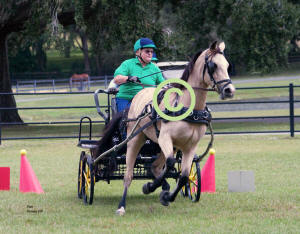Dona Love Drives "Riley" thru Cones