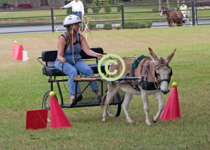 Diane Newsome drives "Tea Spoon" thru Cones