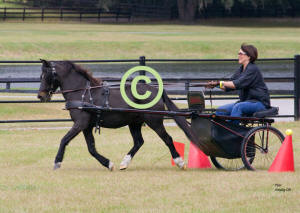 Donna DePetrillo won Pony Cones Class