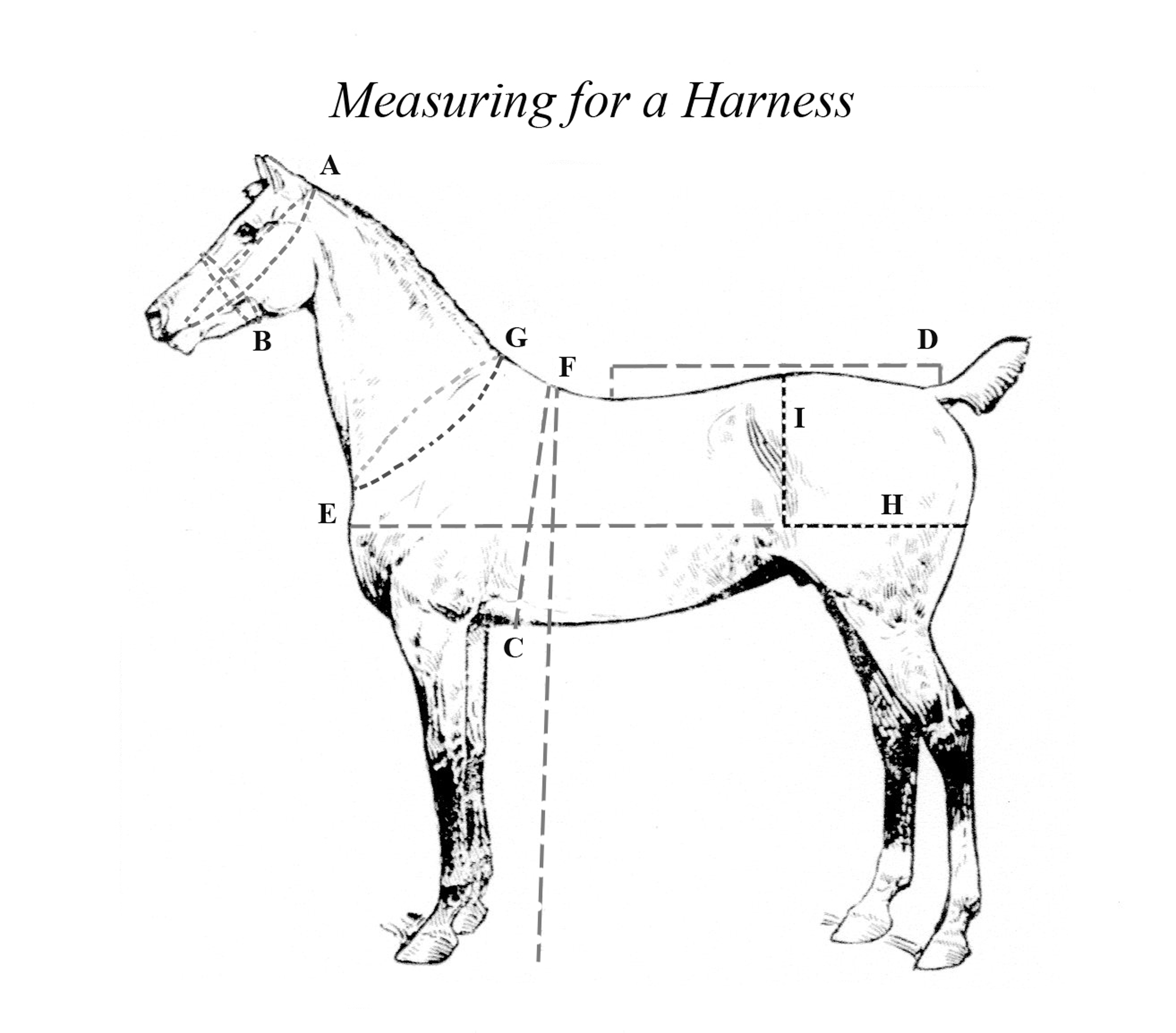 Horse Measurement Graphic for The Carriage House