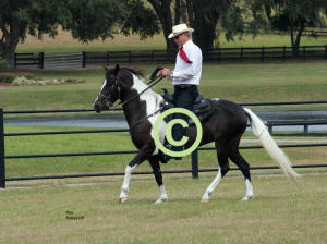 Jerry Caudill riding Paso Fino "Noche y Dia" she also drives.