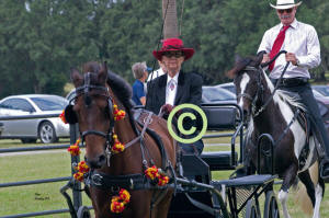 Kathie Beeson driving Paso Fino "Pirata", Jerry follows on "Noche"