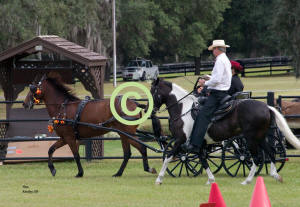 Paso Finos "Pirata" in harness, "Noche y Dia" under saddle