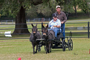 Mary Ann Fletcher drives her Mini Mules thru Cones Course
