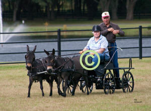 Mary Ann Fletcher driving Pair of Mini Mules, Chuck Drawdy groom