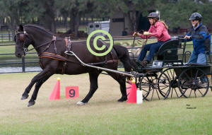Margy Cox drives thru Cones