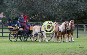 Mark Navratil driving Four In Hand of Haflingers