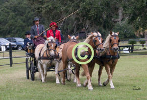 Mark Navratil driving Four In Hand of Haflingers