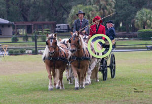 Mark Navratil driving Four In Hand of Haflingers