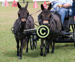 Mini Mules driven by Mary Ann Fletcher