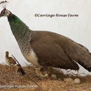 PeaHen.chicks