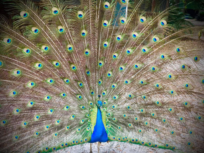 MalePeacock