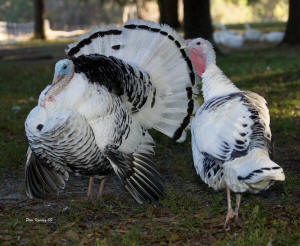 Royal Palm Turkeys