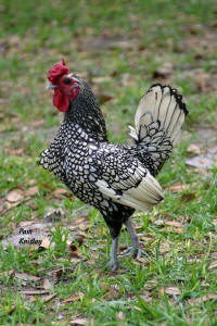 Silver Seabright Cock