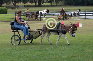 Diane Newsome drives Donkey "Tea Spoon"