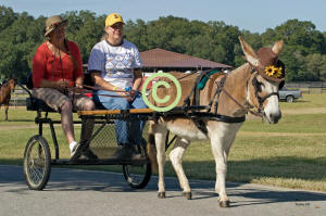 Donkey "Tea Spoon"