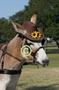 Tea Spoon in his favorie hat