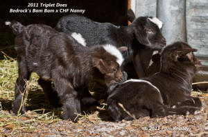 2011 Triplet Does by Bedrock's Bam Bam