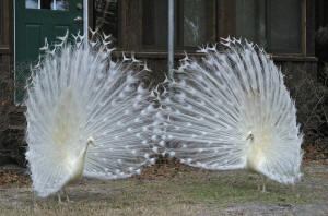 Two White Peacocks