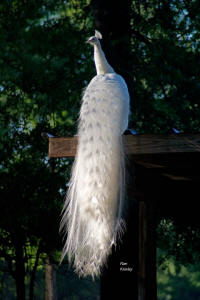 White Peacock Cock